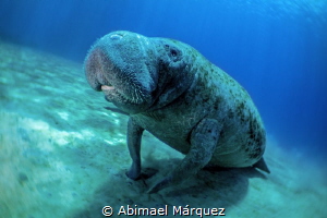 The Manatee by Abimael Márquez 
